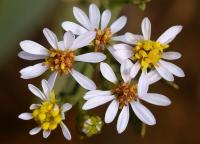 Aster tripolium