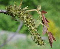 Juglans regia