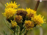 Aster linosyris