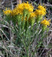 Aster linosyris