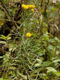 Aster linosyris