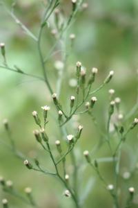 Aster squamatus