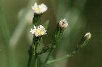 Aster squamatus