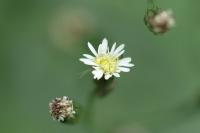 Aster squamatus