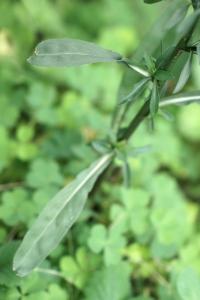 Aster squamatus