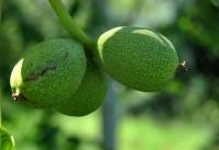 Juglans regia