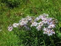 Aster pyrenaeus