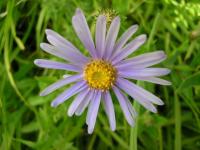 Aster pyrenaeus