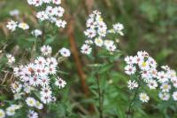 Aster novi-belgii