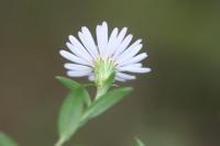 Aster novi-belgii