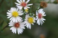 Aster novi-belgii