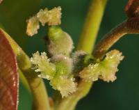 Juglans regia