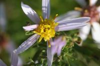 Aster sedifolius