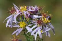 Aster sedifolius