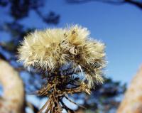 Aster sedifolius