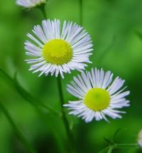 Erigeron annuus