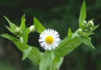 Erigeron annuus