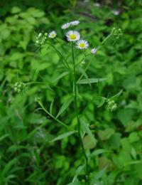 Erigeron annuus