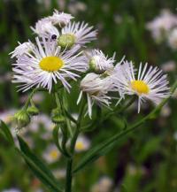 Erigeron annuus