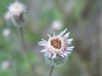 Erigeron acer subsp acer