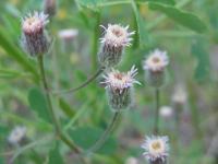 Erigeron acer subsp acer