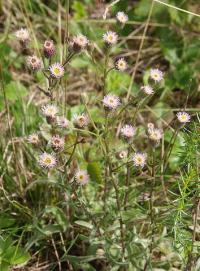 Erigeron acer subsp acer