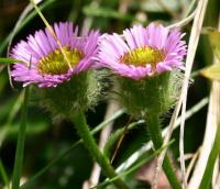 Erigeron uniflorus