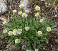 Erigeron uniflorus