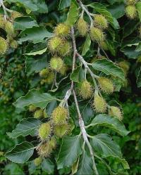 Fagus sylvatica subsp. sylvatica