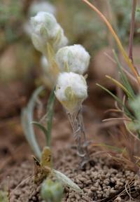 Bombycilaena discolor