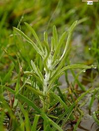 Filaginella uliginosa subsp. uligonesa
