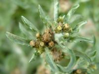 Filaginella uliginosa subsp. uligonesa