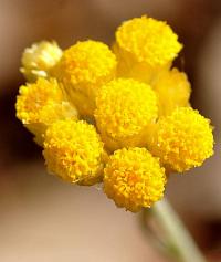 Helichrysum italicum subsp. serotinum