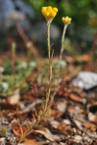 Helichrysum italicum subsp. serotinum