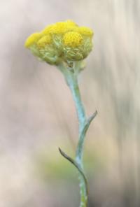 Helichrysum stoechas subsp stoechas