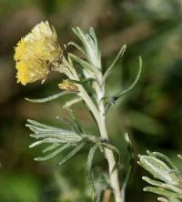 Helichrysum stoechas subsp stoechas