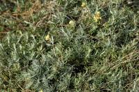 Helichrysum stoechas subsp stoechas