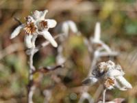 Leontopodium alpinum