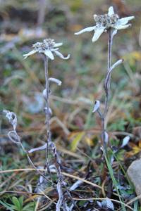 Leontopodium alpinum