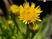 Inula crithmoides