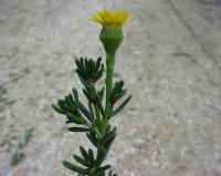 Inula crithmoides