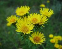 Inula salicina subsp. salicina