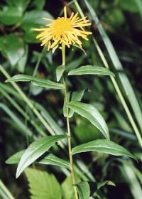 Inula salicina subsp. salicina