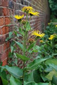 Inula helenium