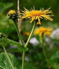 Inula helenium