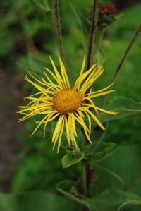 Inula helenium
