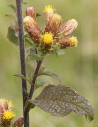 Inula conyza