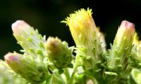 Inula conyza