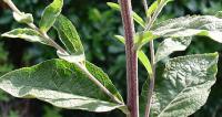 Inula conyza