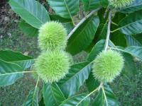 Castanea sativa